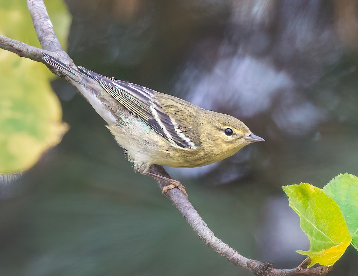 Paruline rayée - ML624034159