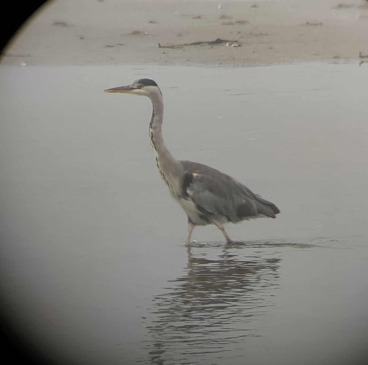 Gray Heron - ML624034164