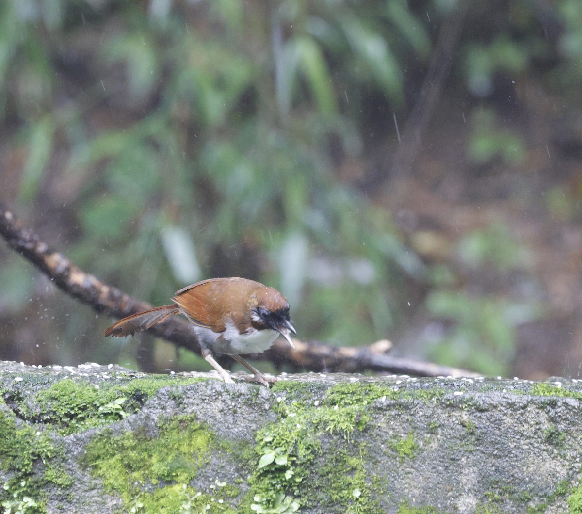 Gray-sided Laughingthrush - ML624034178