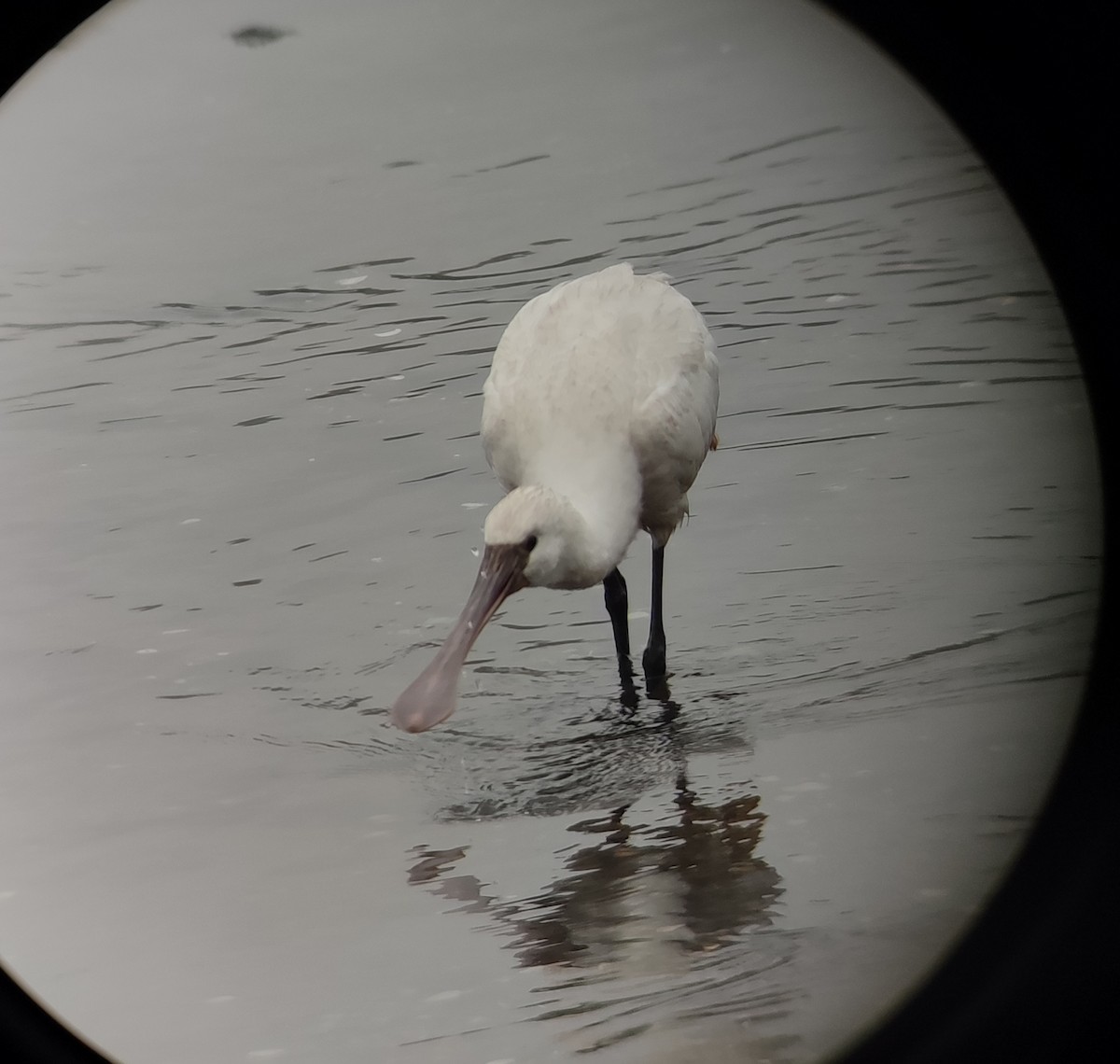 Eurasian Spoonbill - ML624034184