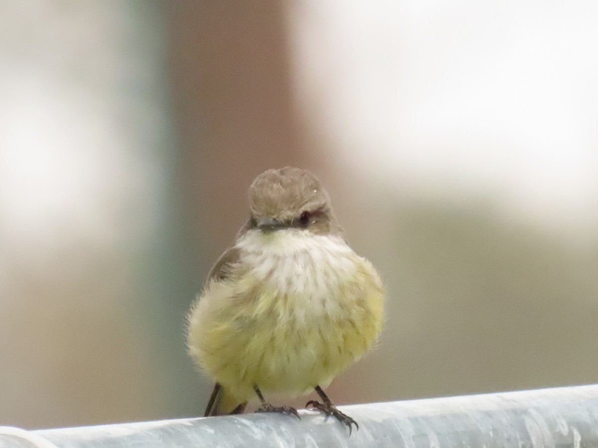 Vermilion Flycatcher - ML624034232