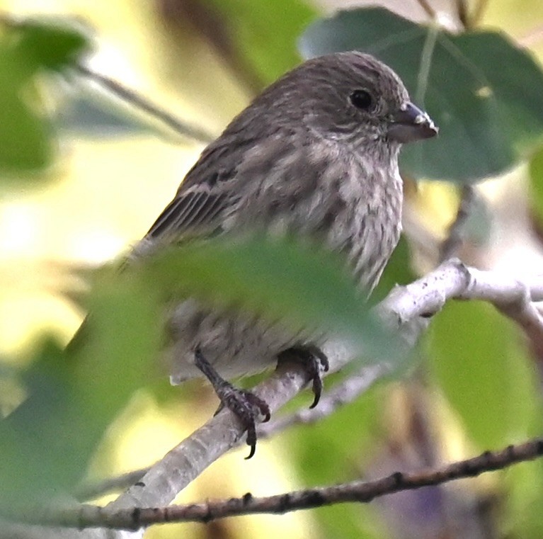 House Finch - ML624034250