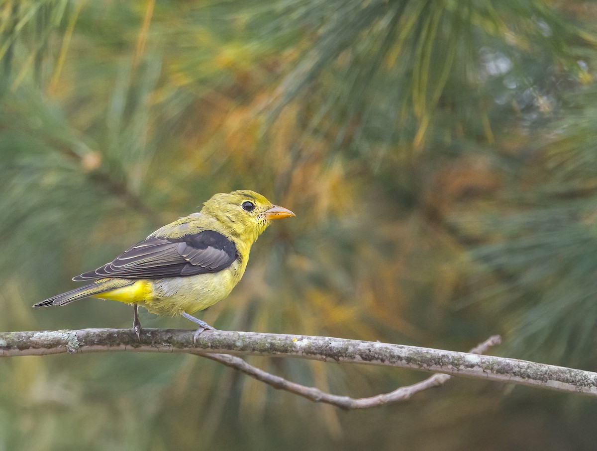 Scarlet Tanager - Mike Murphy