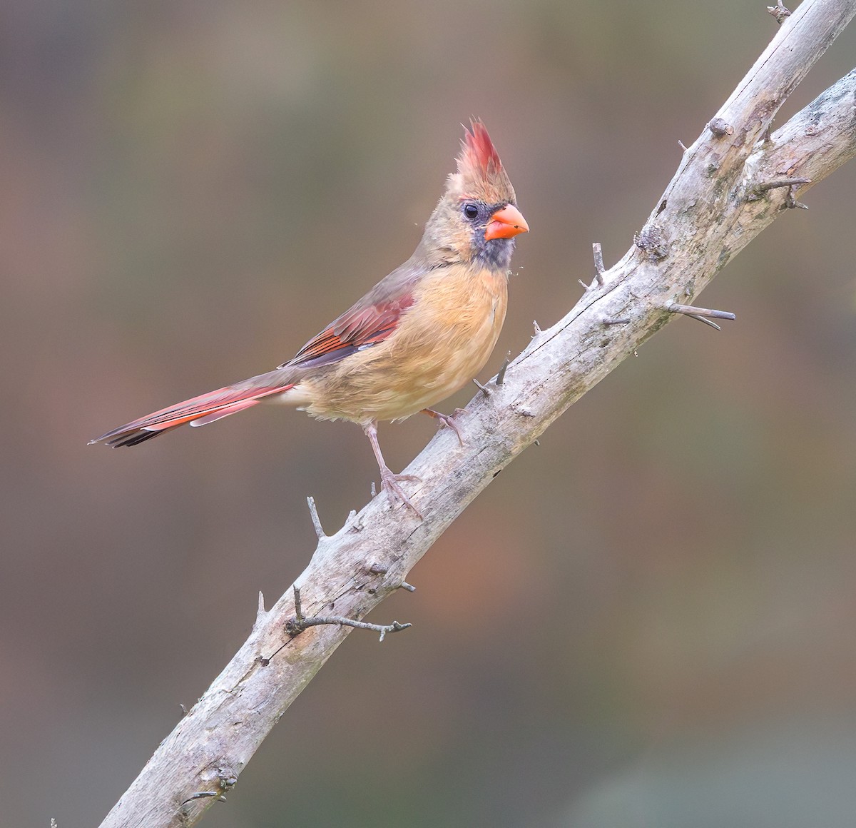 Cardinal rouge - ML624034264