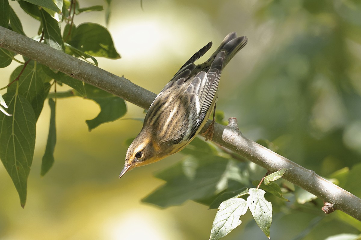 Blackburnian Warbler - ML624034279