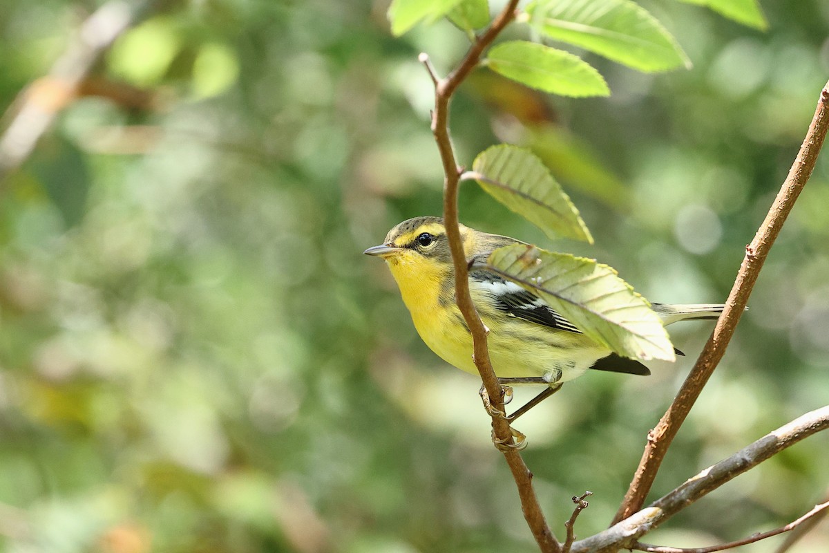 Blackburnian Warbler - ML624034284