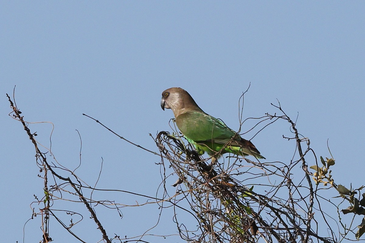 Brown-headed Parrot - ML624034323