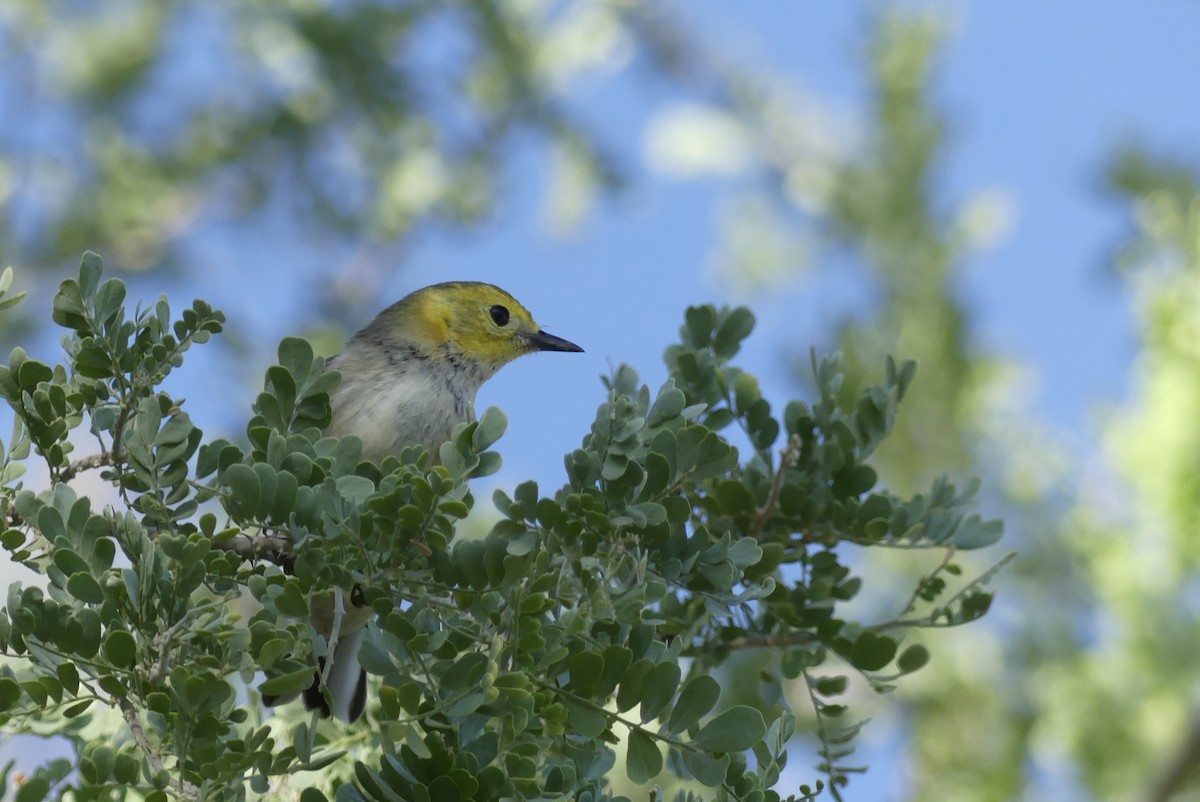 Hermit Warbler - ML624034325