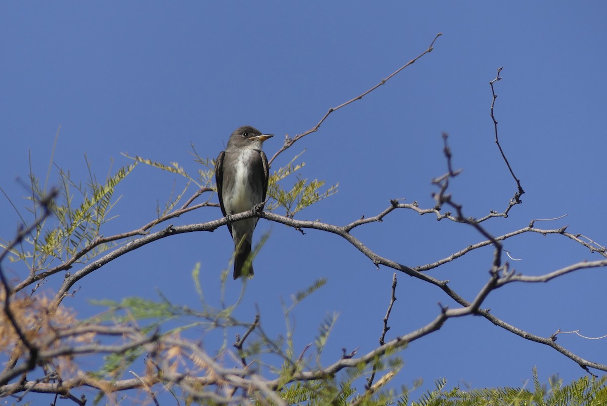 Olive-sided Flycatcher - ML624034346