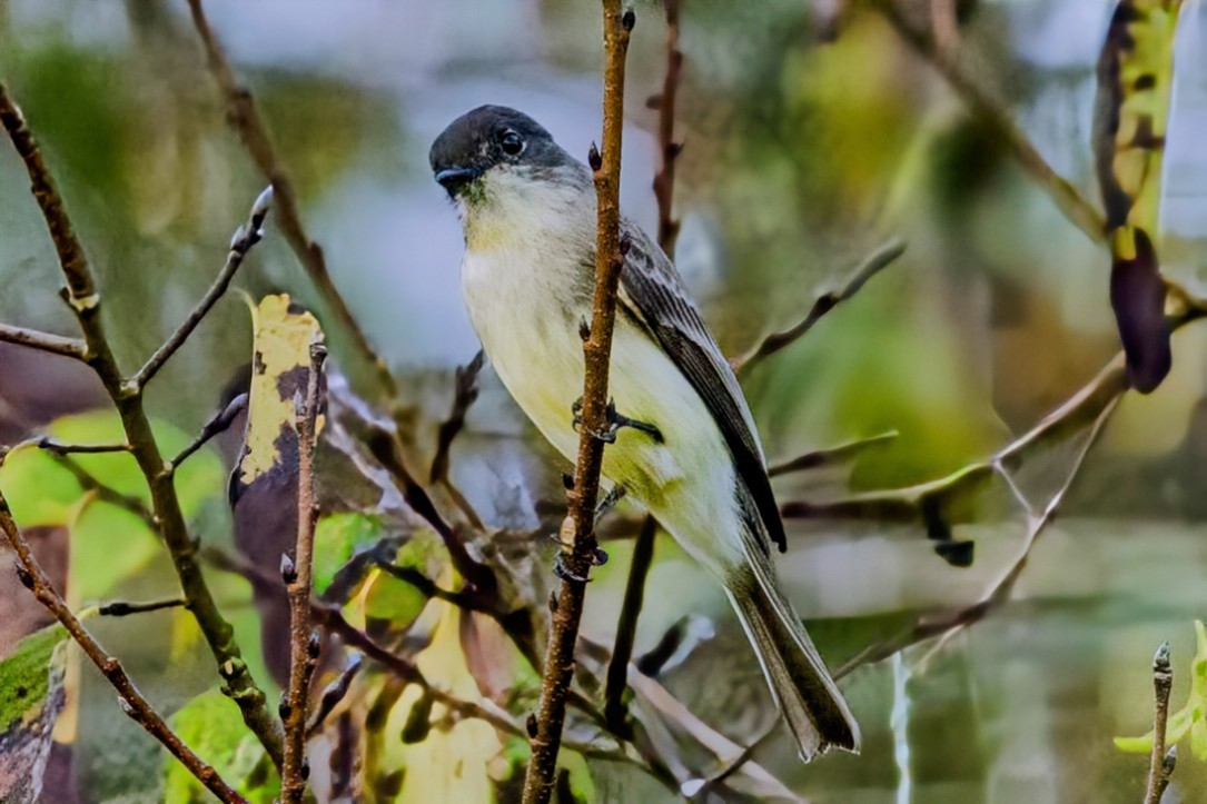 Eastern Phoebe - ML624034350