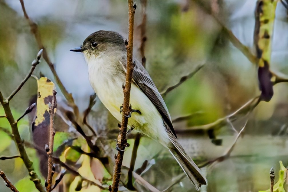 Eastern Phoebe - ML624034351