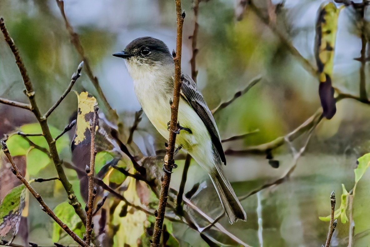 Eastern Phoebe - ML624034352