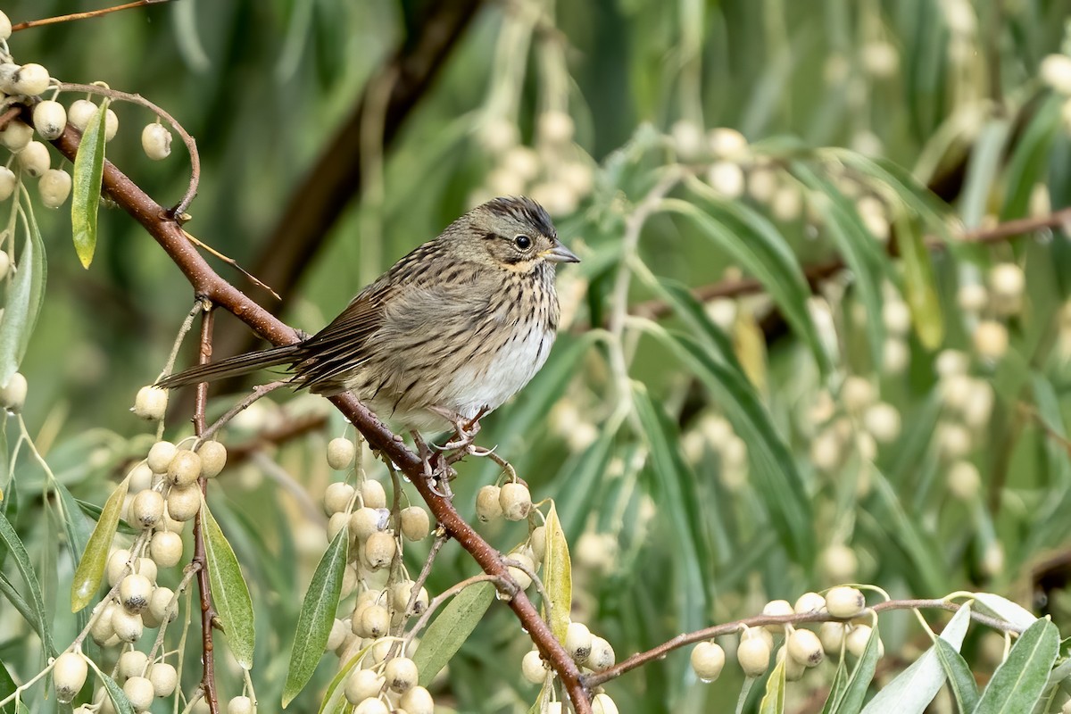 Lincoln's Sparrow - Winston Liu