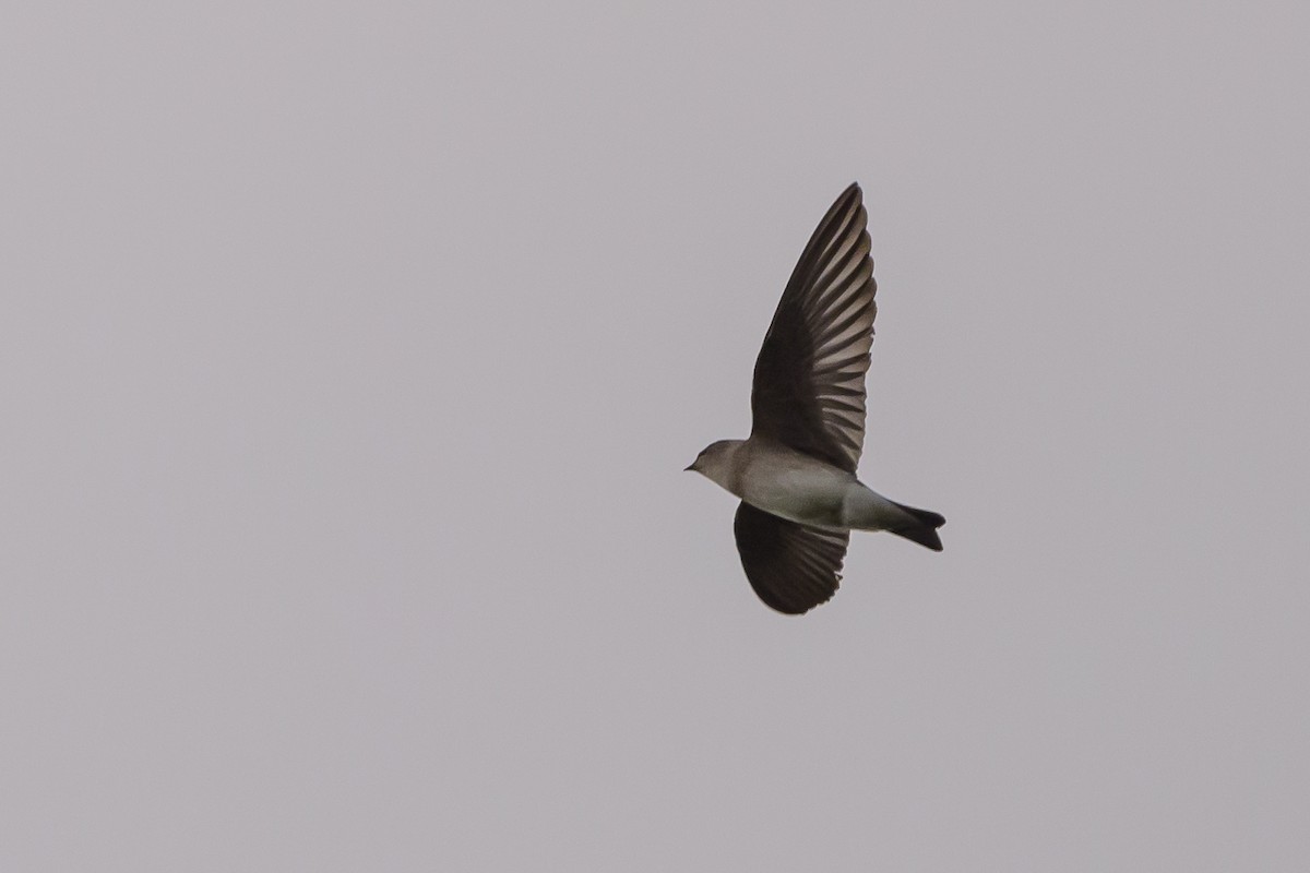 Northern Rough-winged Swallow - ML624034423