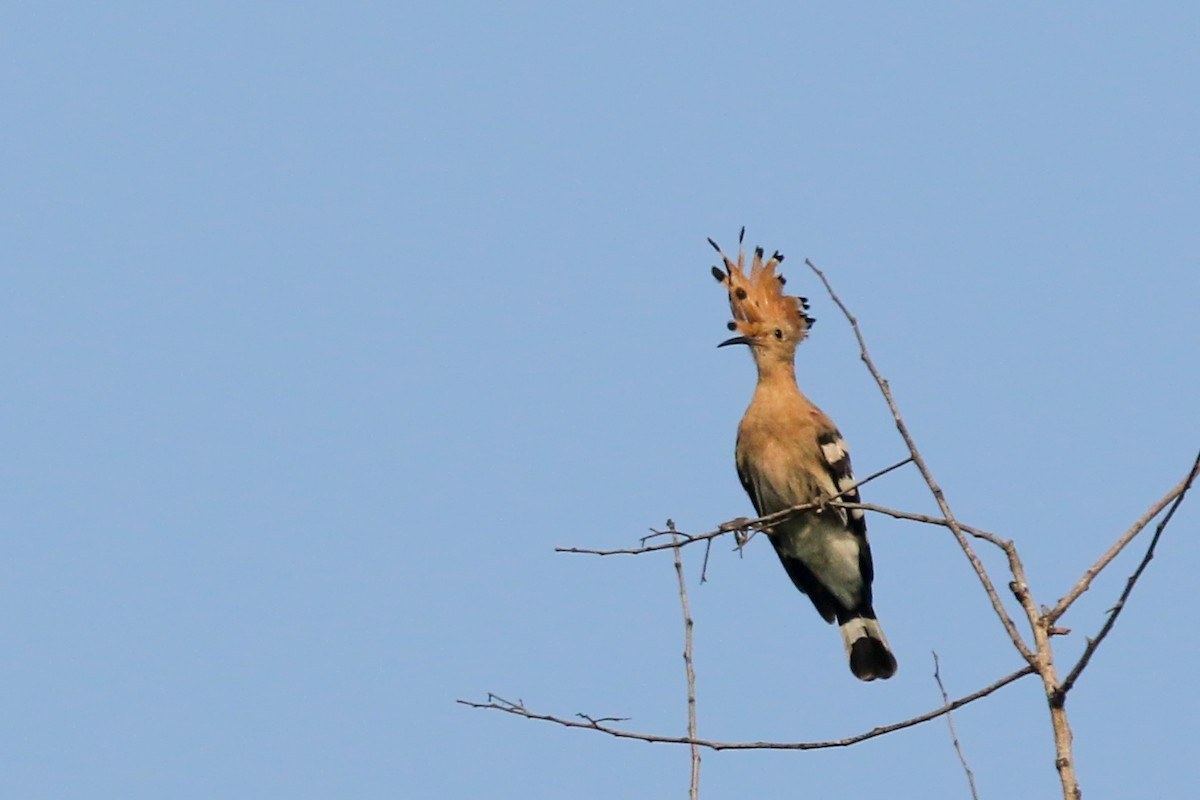 Eurasian Hoopoe - LALIT MOHAN BANSAL