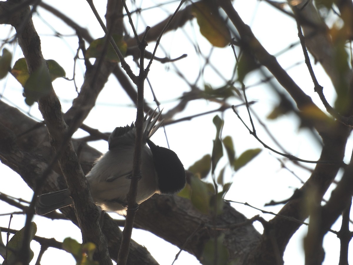 Black-collared Barbet - ML624034473