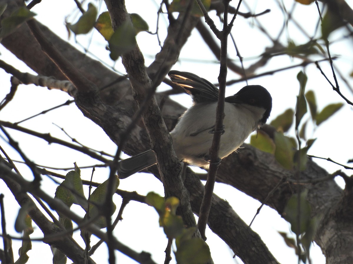 Black-collared Barbet - ML624034475