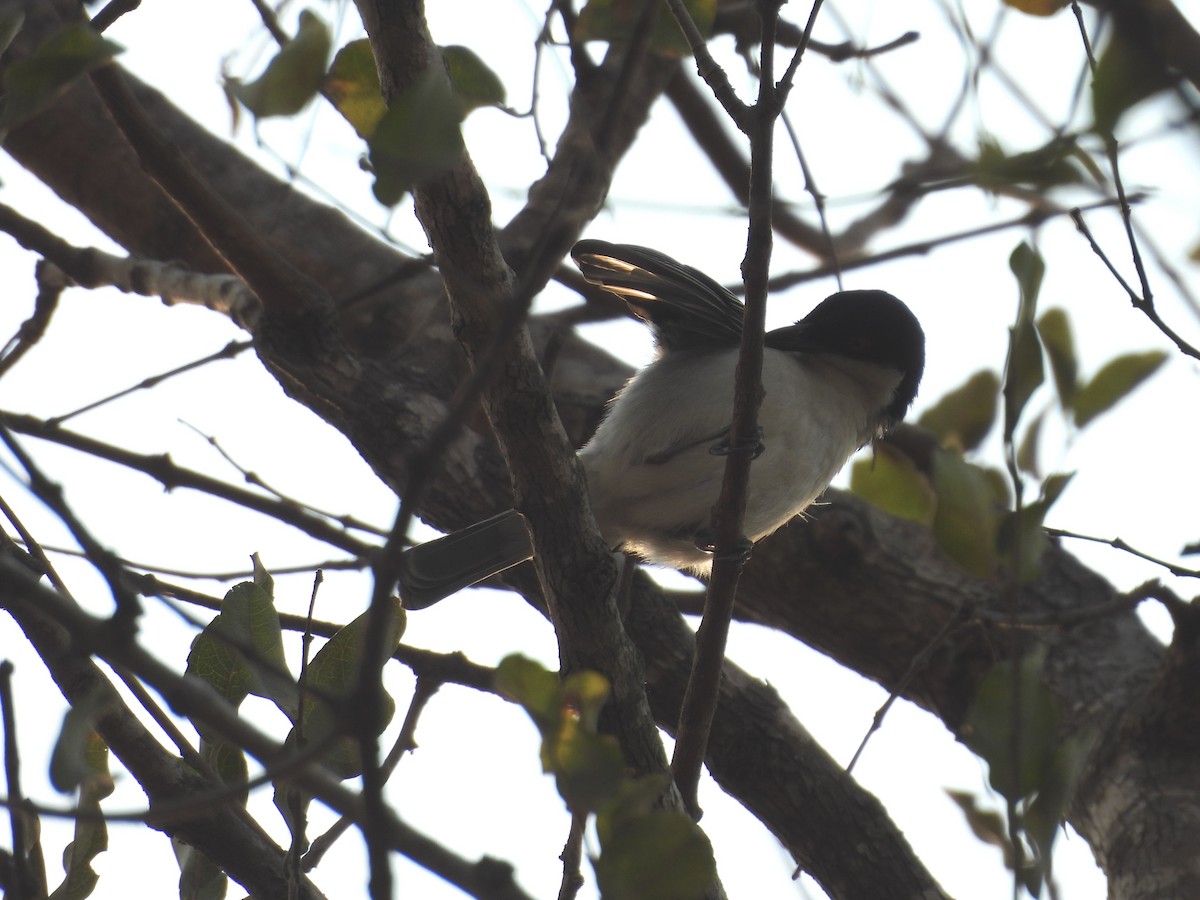 Black-collared Barbet - ML624034476