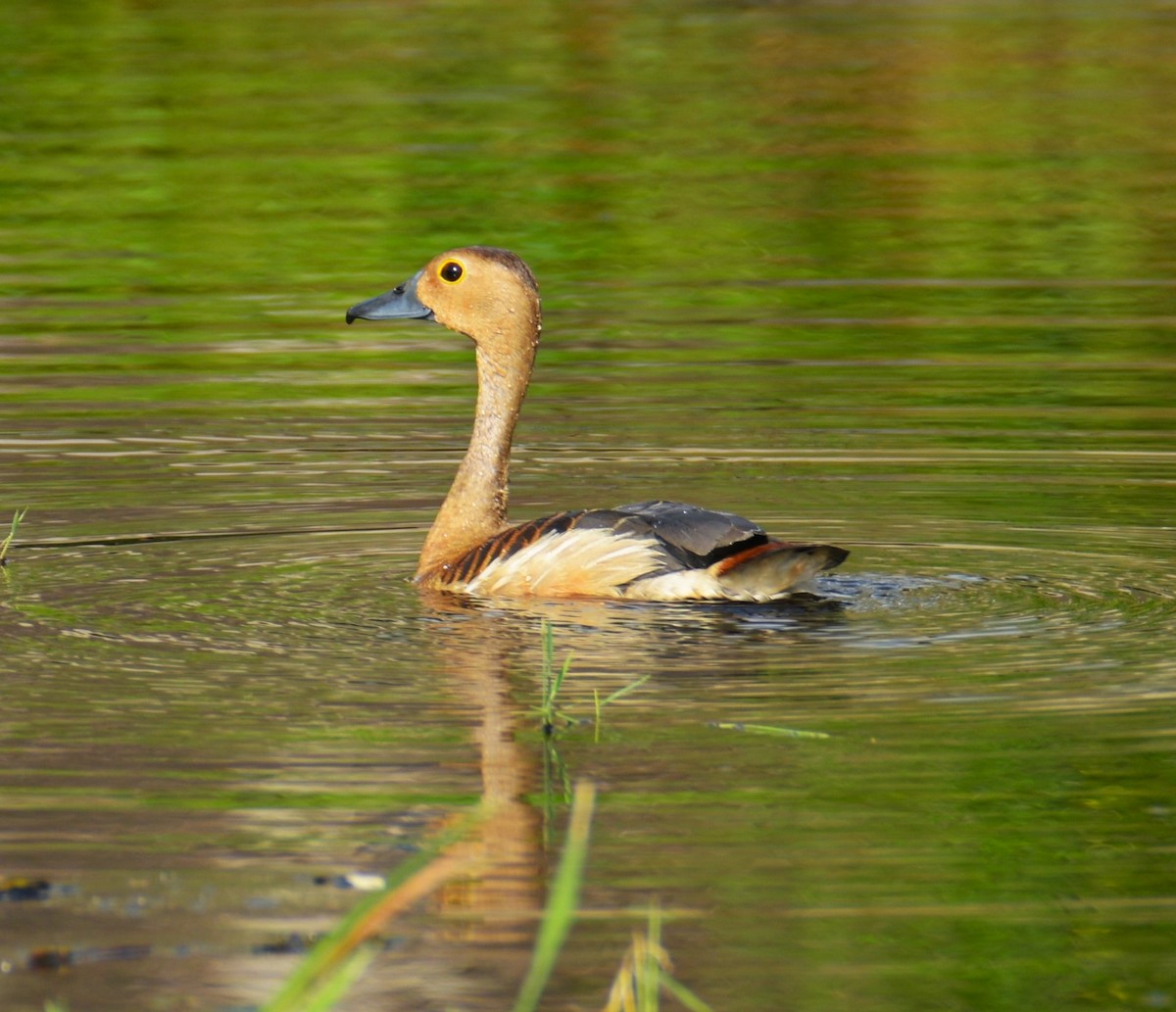 Lesser Whistling-Duck - ML624034523