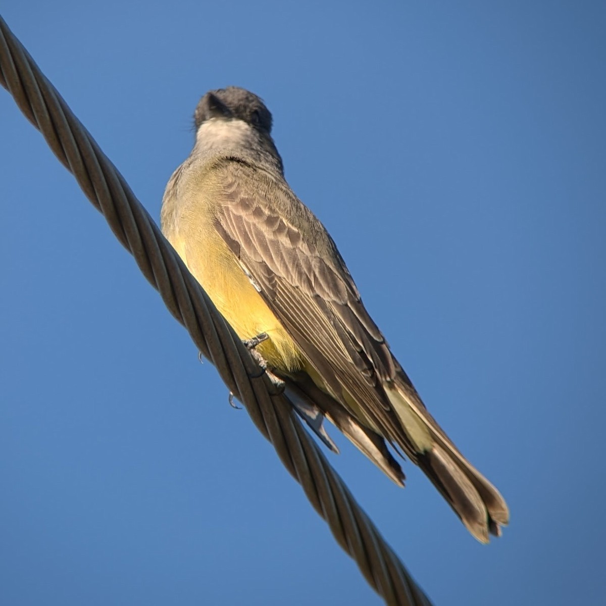 Cassin's Kingbird - Scott Crabtree