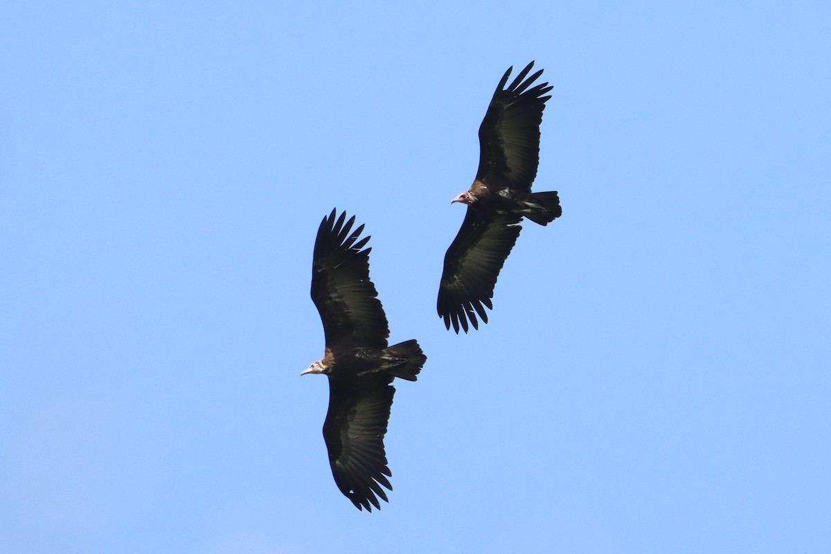 Hooded Vulture - ML624034575