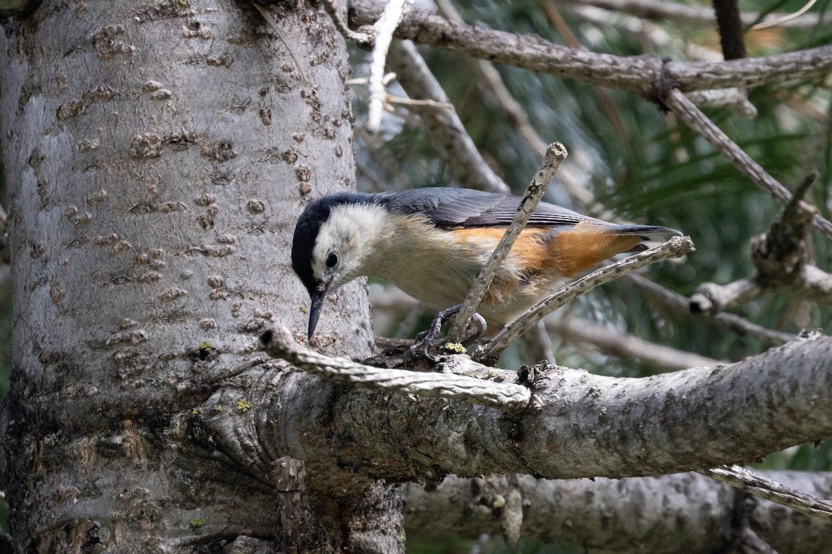 White-cheeked Nuthatch - ML624034597