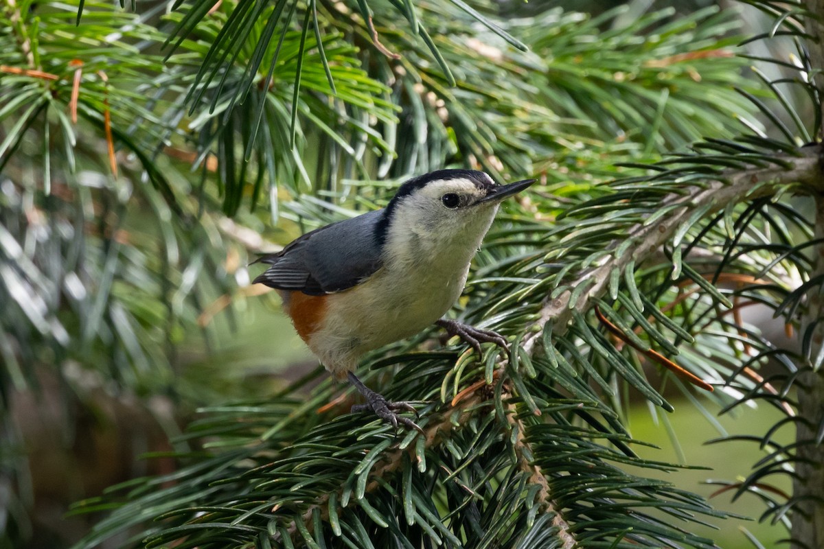 White-cheeked Nuthatch - ML624034606