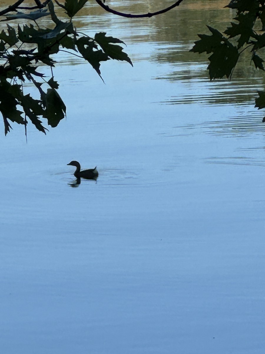 Pied-billed Grebe - Lucas Tatro