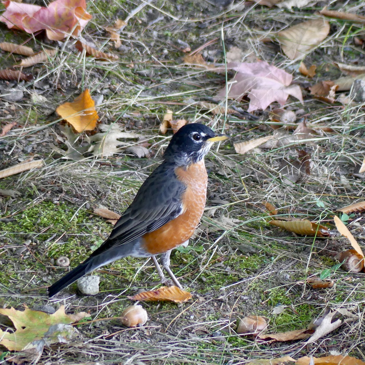 American Robin - ML624034667