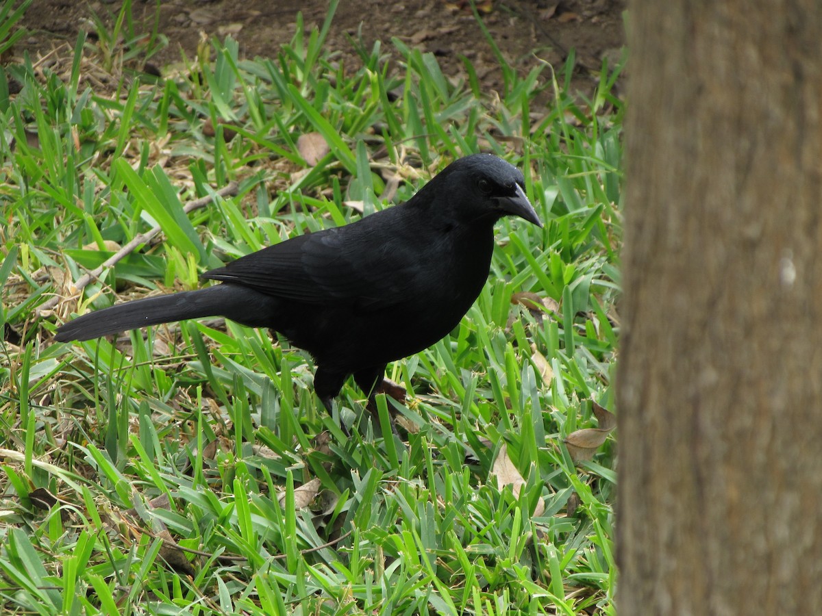 Scrub Blackbird - ML624034703