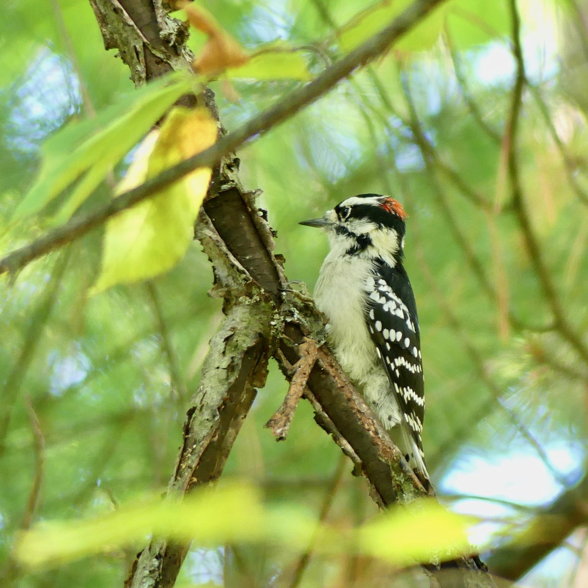 Downy Woodpecker - Sue Carnahan