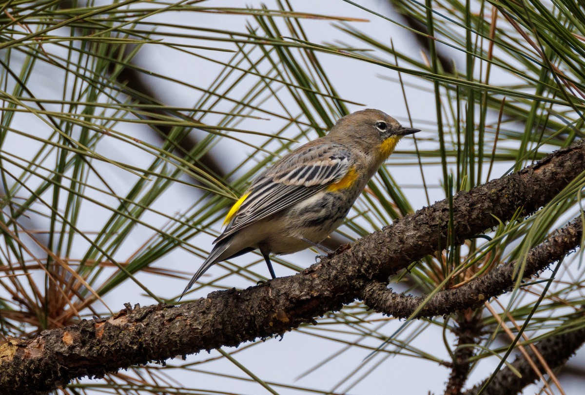 Yellow-rumped Warbler (Audubon's) - ML624034731