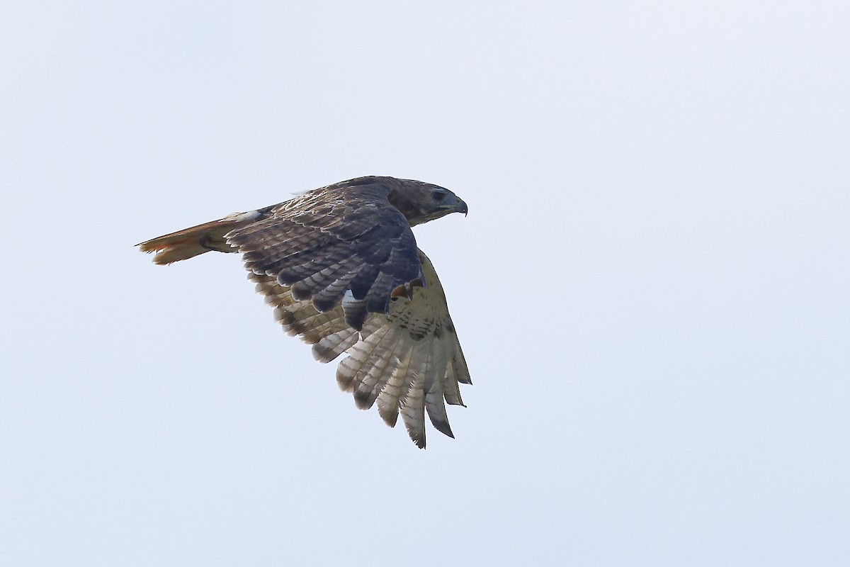 Red-tailed Hawk - ML624034736