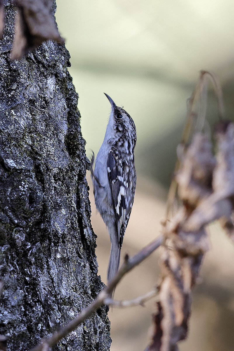 Brown Creeper - ML624034785