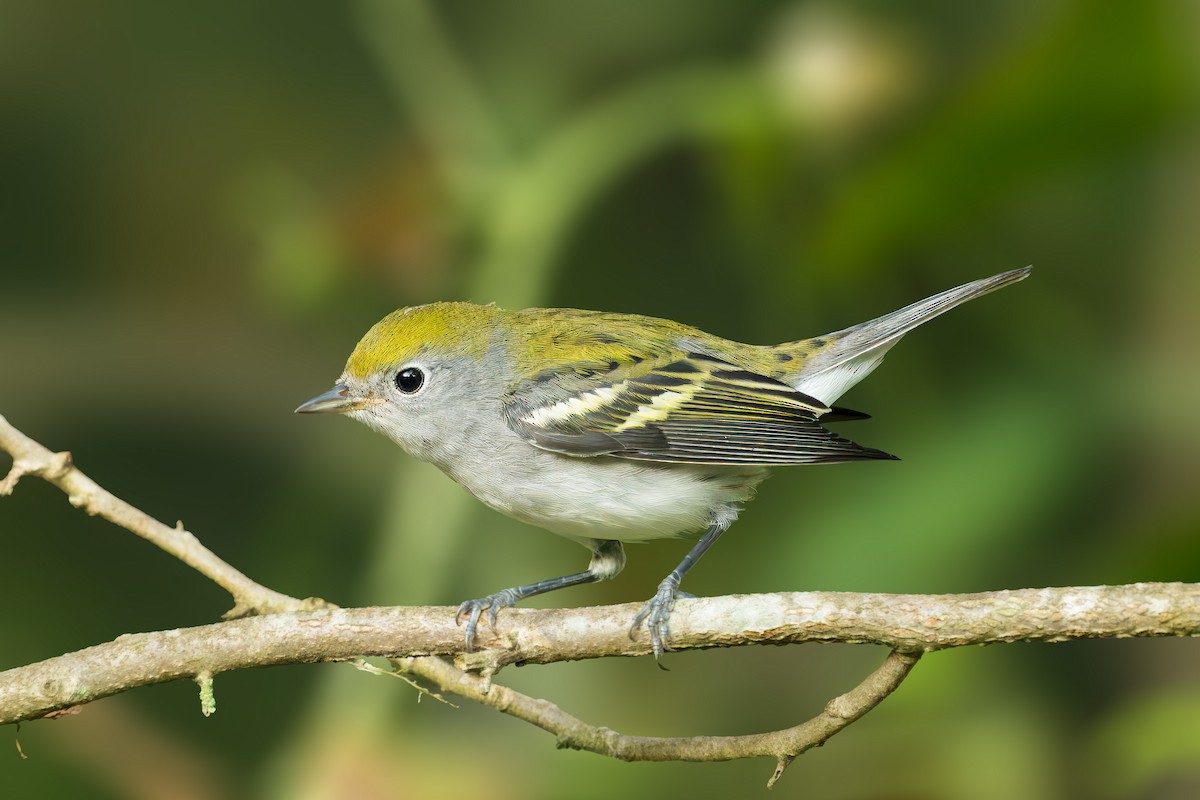 Chestnut-sided Warbler - ML624034807