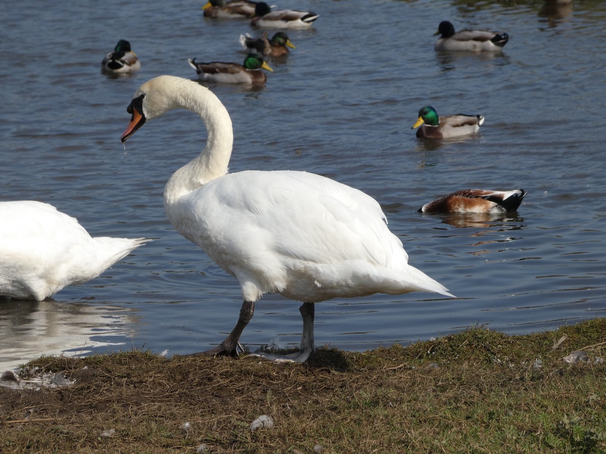 Mute Swan - Mike Tuer