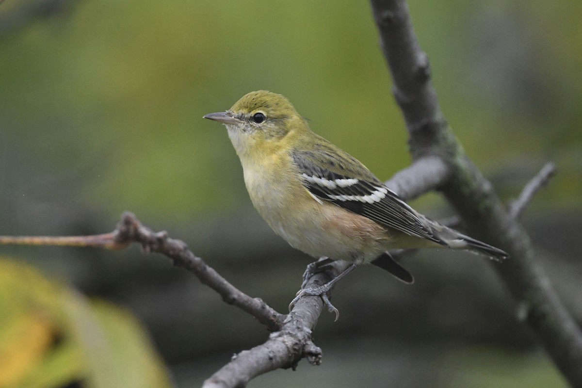 Bay-breasted Warbler - ML624034815