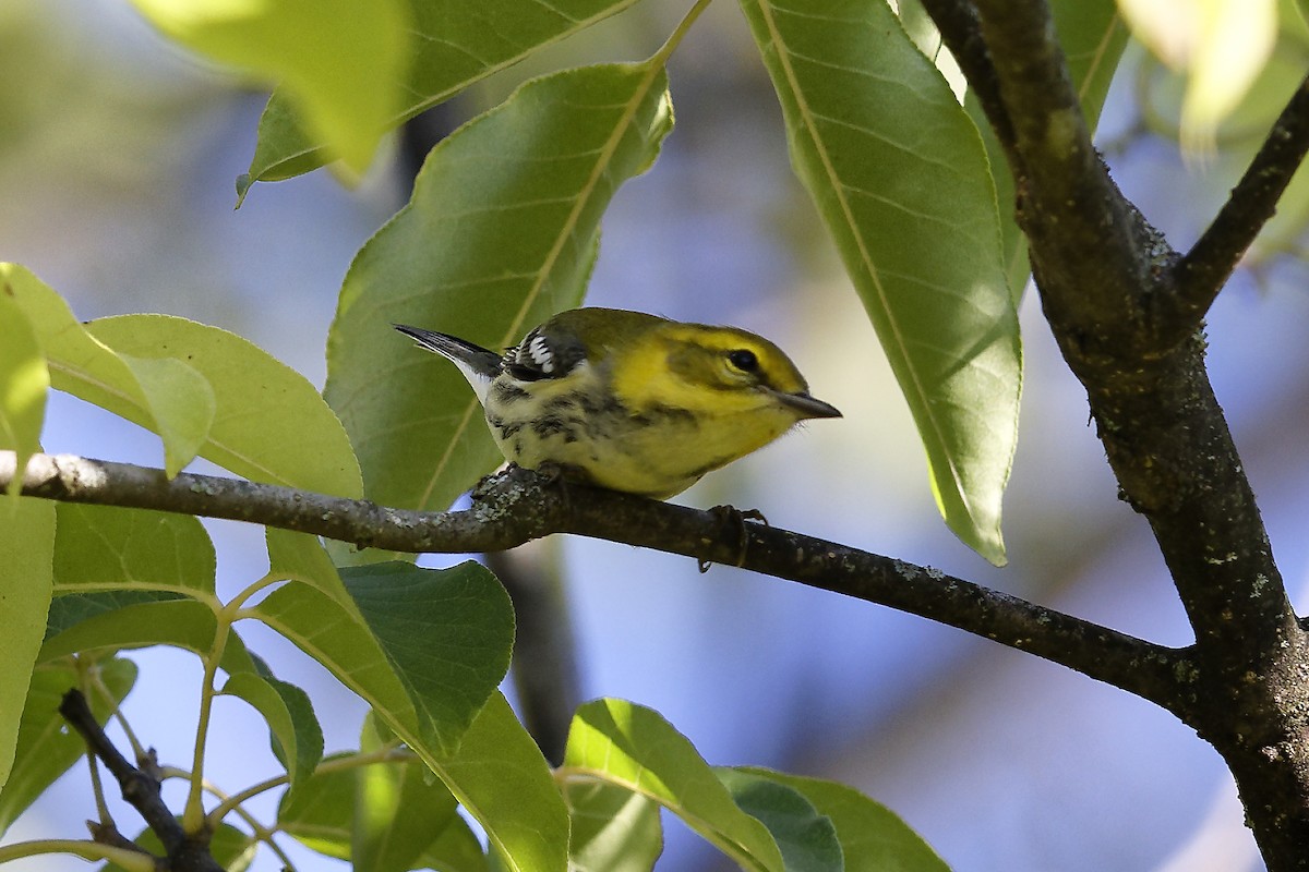 Black-throated Green Warbler - ML624034836