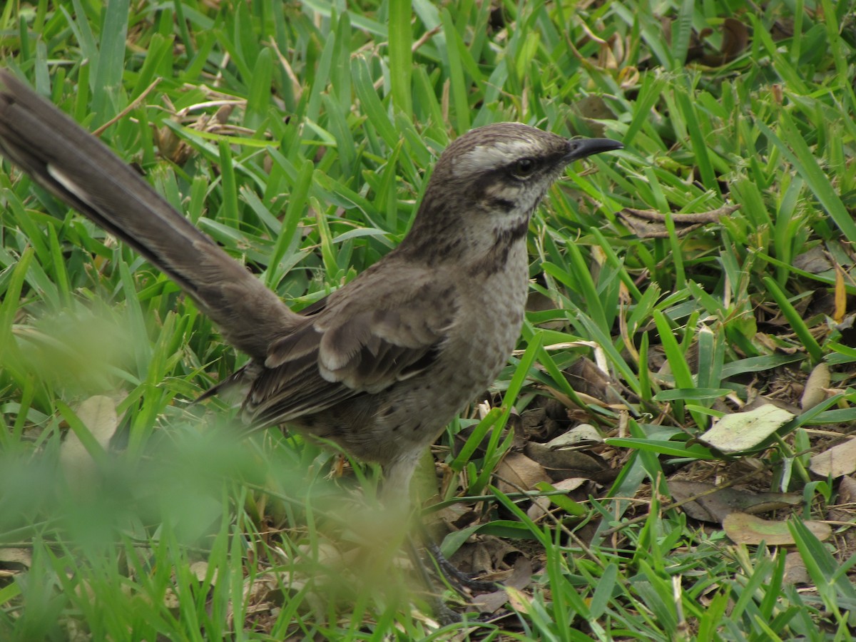 Long-tailed Mockingbird - ML624034846