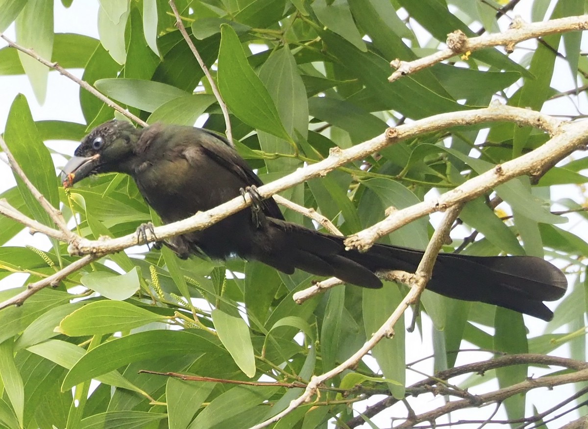 Racket-tailed Treepie - ML624034858