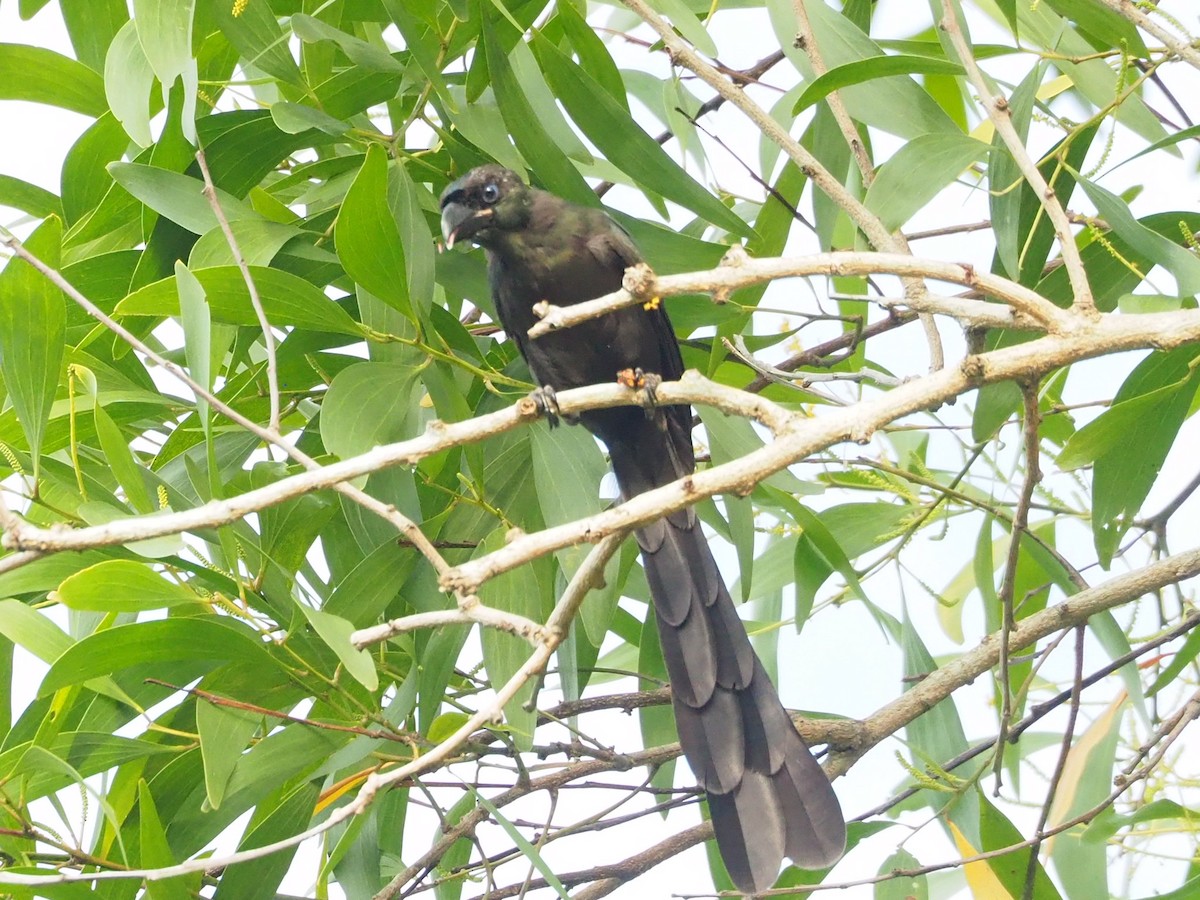 Racket-tailed Treepie - ML624034859