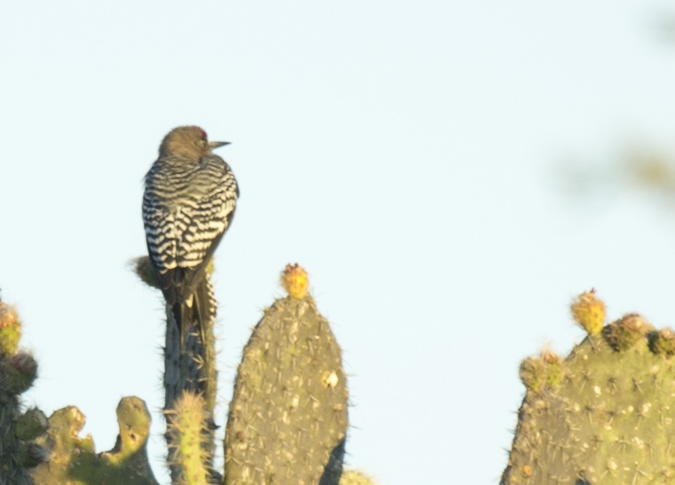 Gray-breasted Woodpecker - ML624034890