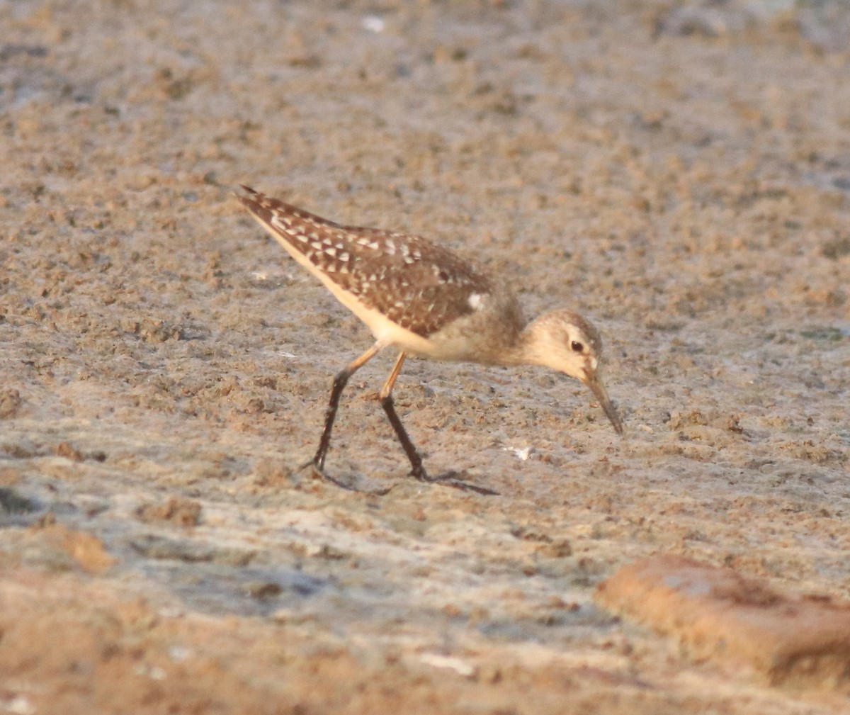 Wood Sandpiper - ML624034893