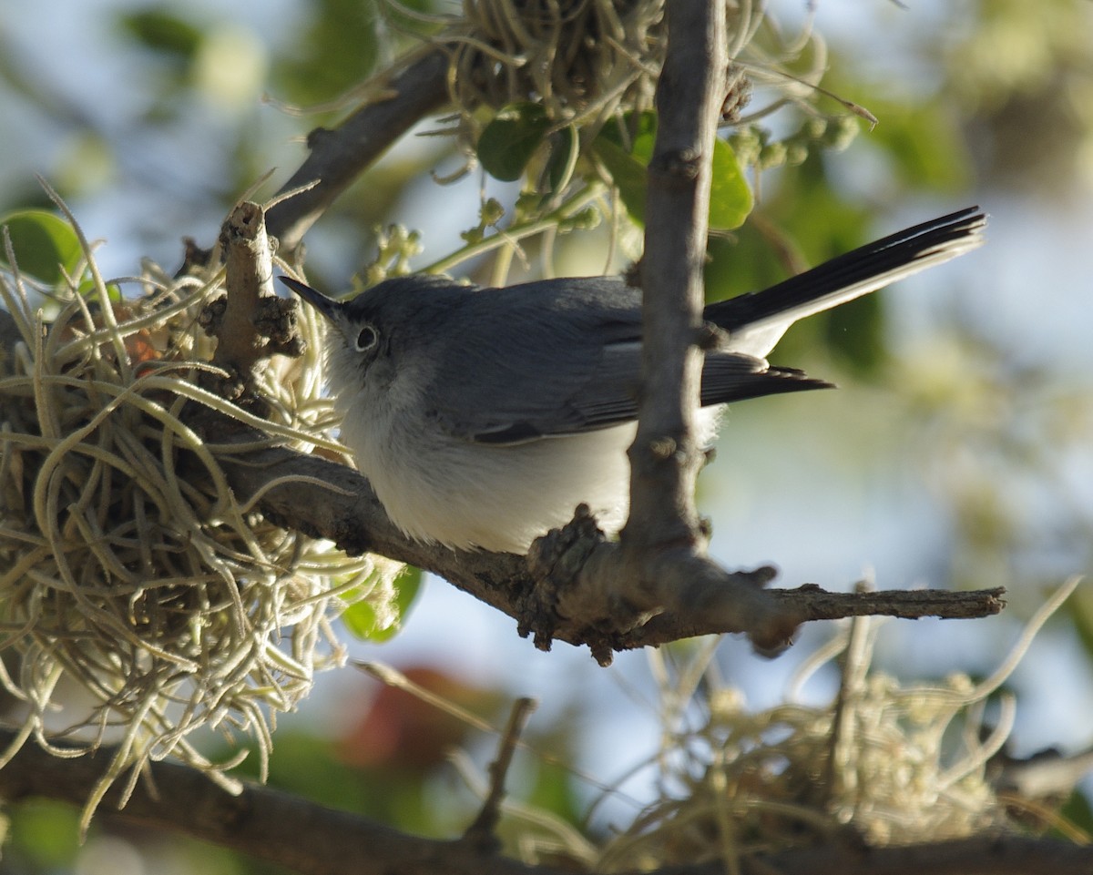 Blue-gray Gnatcatcher - ML624034900