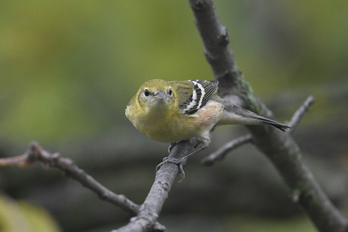 Bay-breasted Warbler - ML624034903