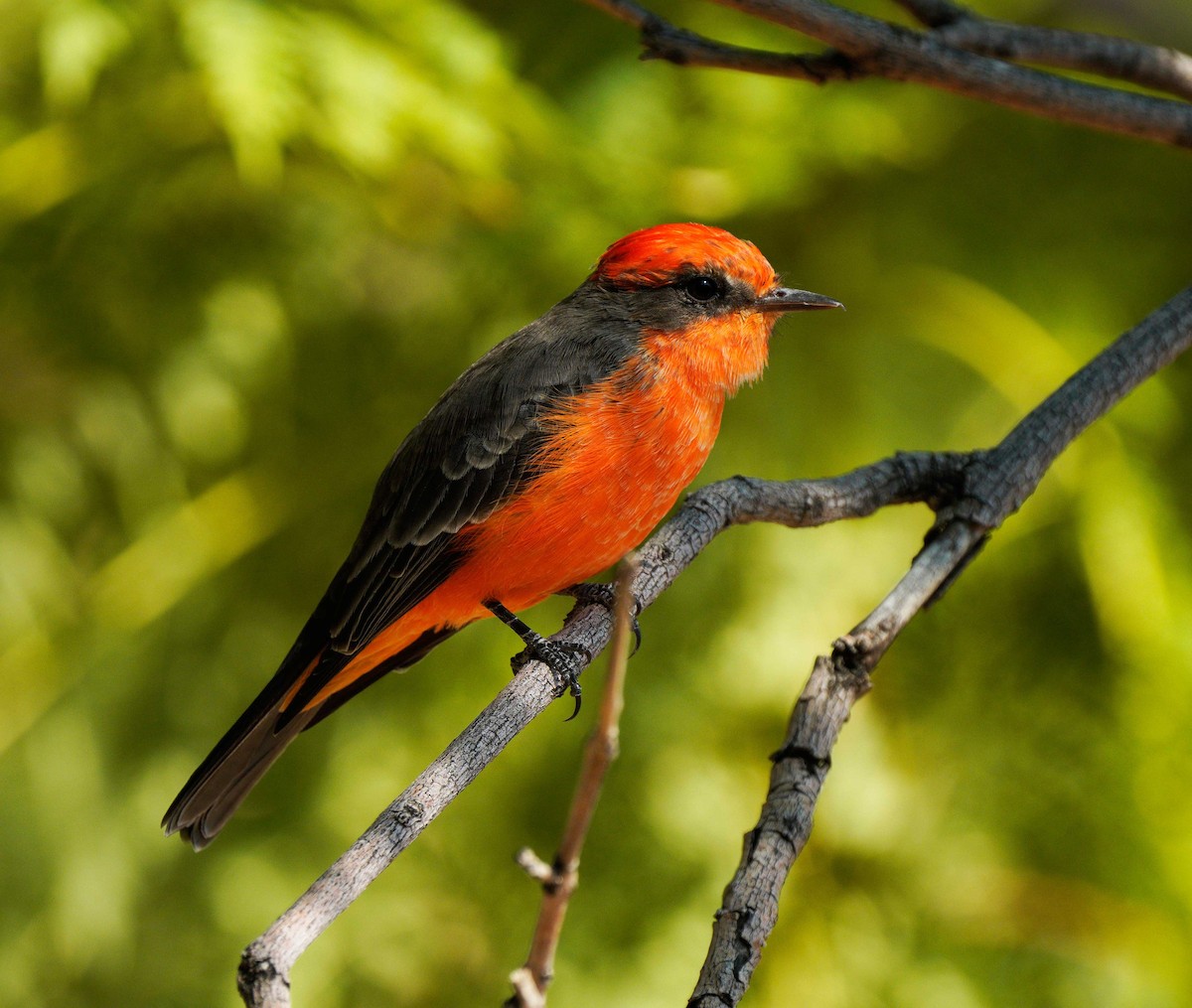 Vermilion Flycatcher - ML624034939