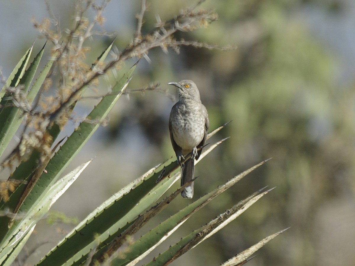 Curve-billed Thrasher - ML624034940