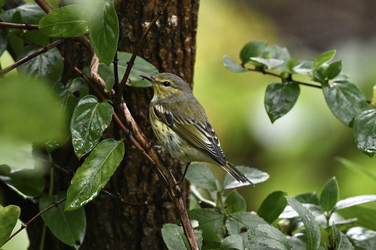 Cape May Warbler - ML624034945