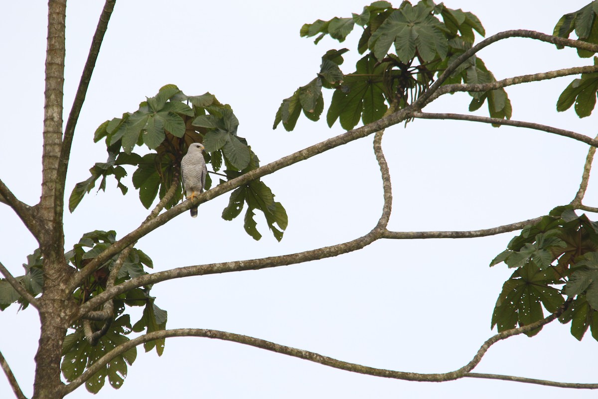 Gray-lined Hawk - Alex Boas