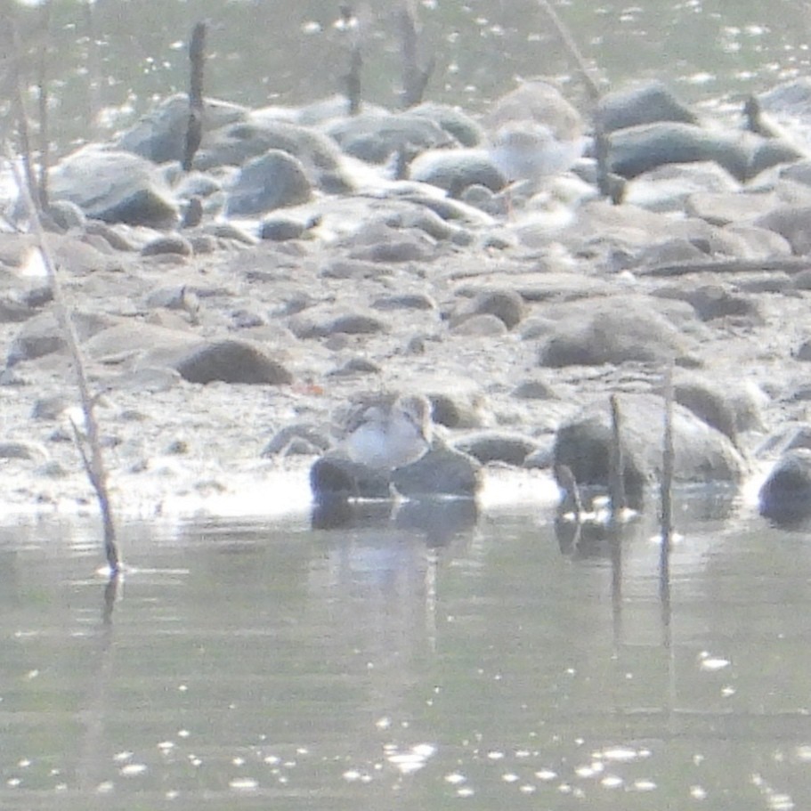 Little Stint - Juan Carlos Salgado Romero